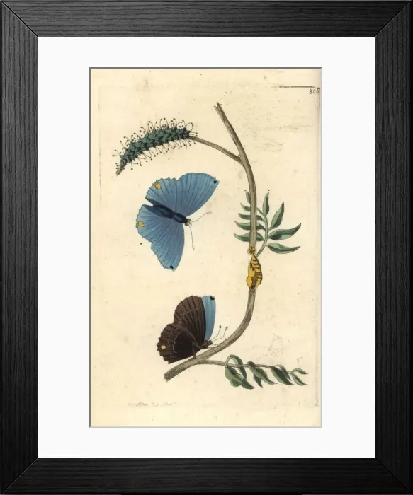 Framed Print : Single-spotted butterfly, Papilio spondiae Framed Print : Single-spotted butterfly, Papilio spondiae