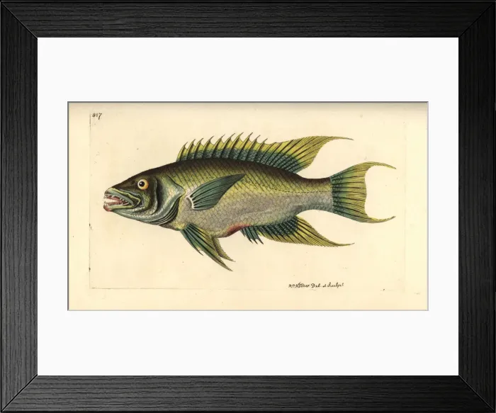 Framed Print : Spanish hogfish, Bodianus rufus Framed Print : Spanish hogfish, Bodianus rufus