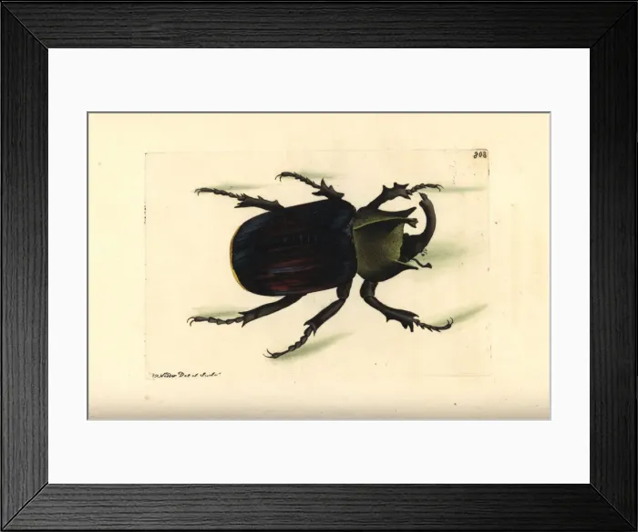 Framed Print : Typhon beetle, Scarabaeus typhon Framed Print : Typhon beetle, Scarabaeus typhon