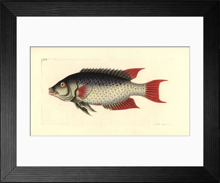Framed Print : Spanish hogfish, Bodianus rufus Framed Print : Spanish hogfish, Bodianus rufus