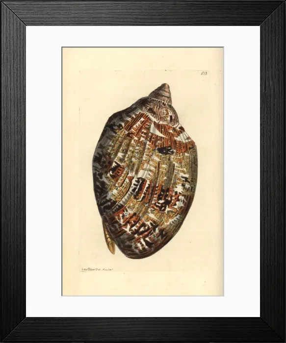 Framed Print : Magnificent volute, Cymbiola magnifica Framed Print : Magnificent volute, Cymbiola magnifica