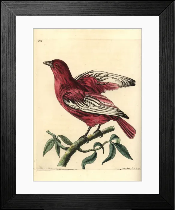 Framed Print : Pompadour cotinga, Xipholena punicea Framed Print : Pompadour cotinga, Xipholena punicea