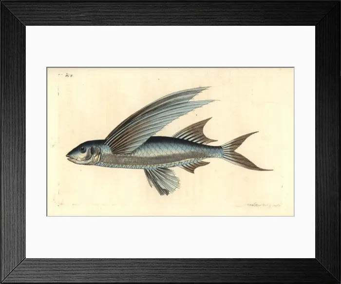 Framed Print : African sailfin flyingfish, Parexocoetus mento Framed Print : African sailfin flyingfish, Parexocoetus mento