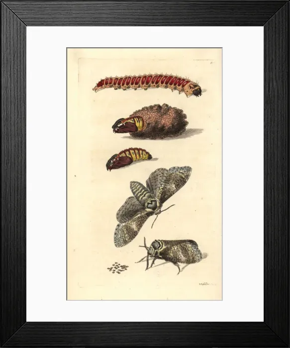 Framed Print : Goat moth, Cossus cossus Framed Print : Goat moth, Cossus cossus
