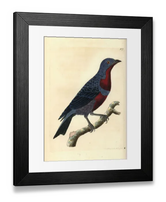 Framed Print : Purple-breasted cotinga, Cotinga cotinga Framed Print : Purple-breasted cotinga, Cotinga cotinga