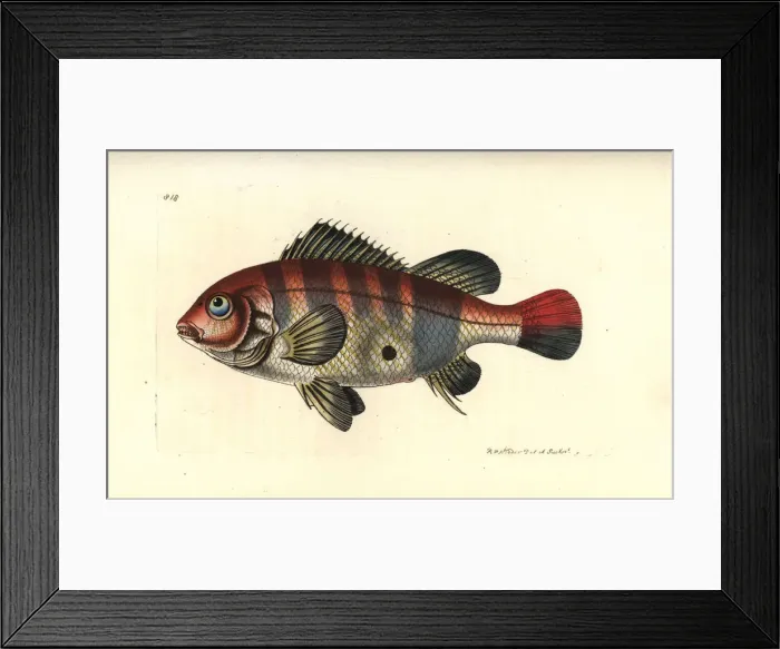 Framed Print : Redstriped eartheater, Geophagus surinamensis Framed Print : Redstriped eartheater, Geophagus surinamensis