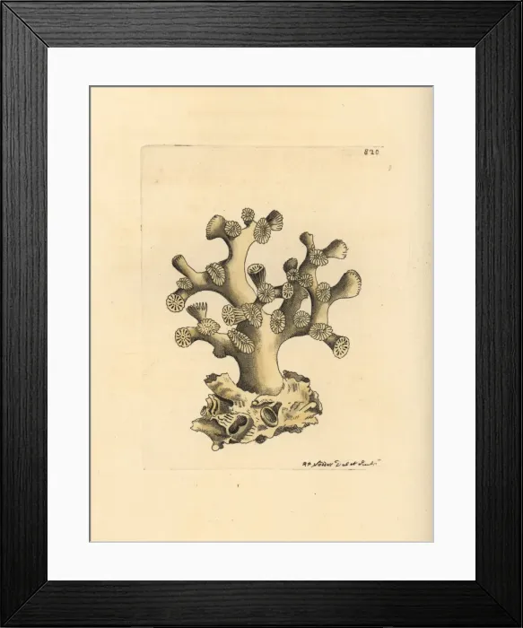 Framed Print : Cyathelia axillaris coral Framed Print : Cyathelia axillaris coral