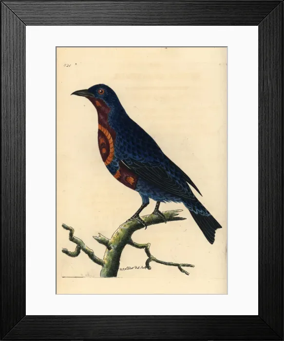 Framed Print : Banded cotinga, Cotinga maculata Framed Print : Banded cotinga, Cotinga maculata