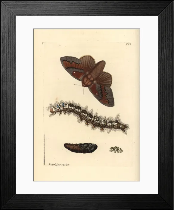 Framed Print : Pine-tree lappet moth, Dendrolimus pini Framed Print : Pine-tree lappet moth, Dendrolimus pini