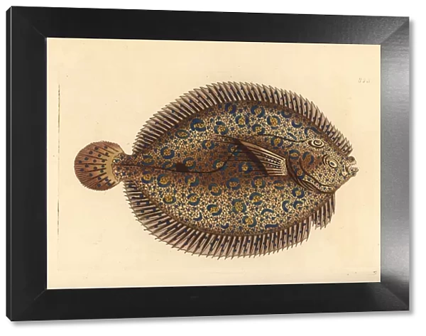 Peacock flounder, Bothus lunatus