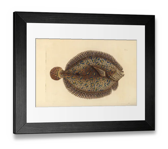 Framed Print : Peacock flounder, Bothus lunatus Framed Print : Peacock flounder, Bothus lunatus