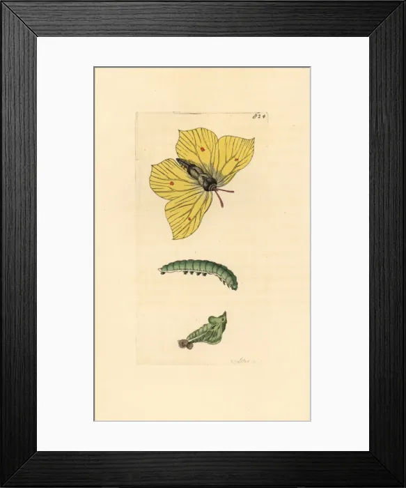 Framed Print : Common brimstone, Gonepteryx rhamni Framed Print : Common brimstone, Gonepteryx rhamni