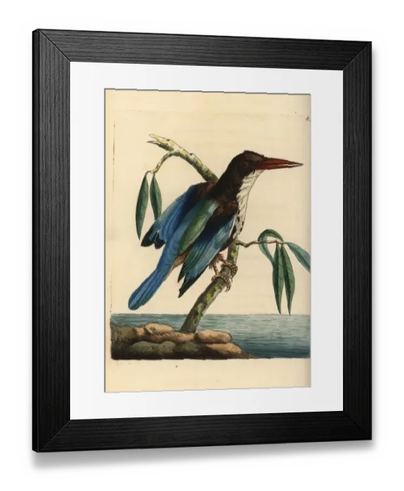 Framed Print : White-throated kingfisher, Halcyon smyrnensis Framed Print : White-throated kingfisher, Halcyon smyrnensis