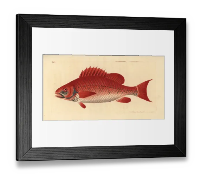 Framed Print : Red snapper species, Lutjanus campechanus? Framed Print : Red snapper species, Lutjanus campechanus?