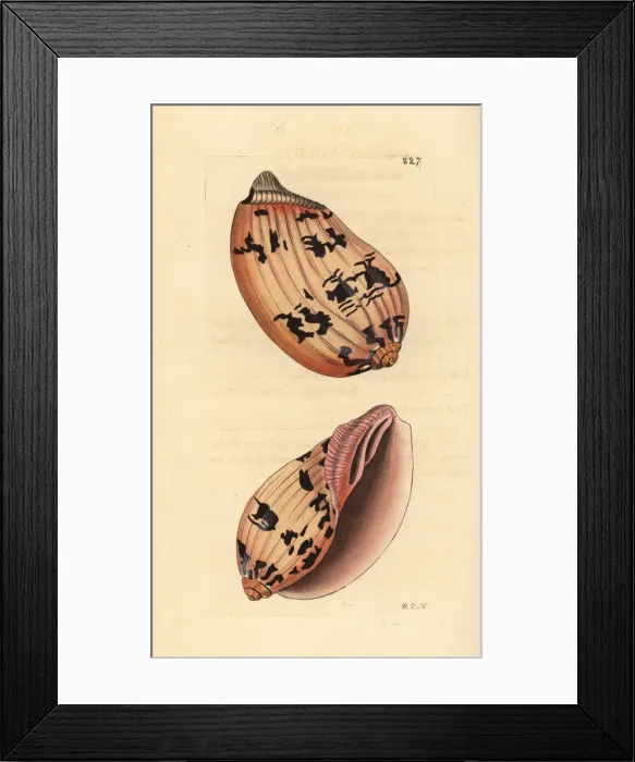 Framed Print : Indian volute or bailer shell, Melo melo