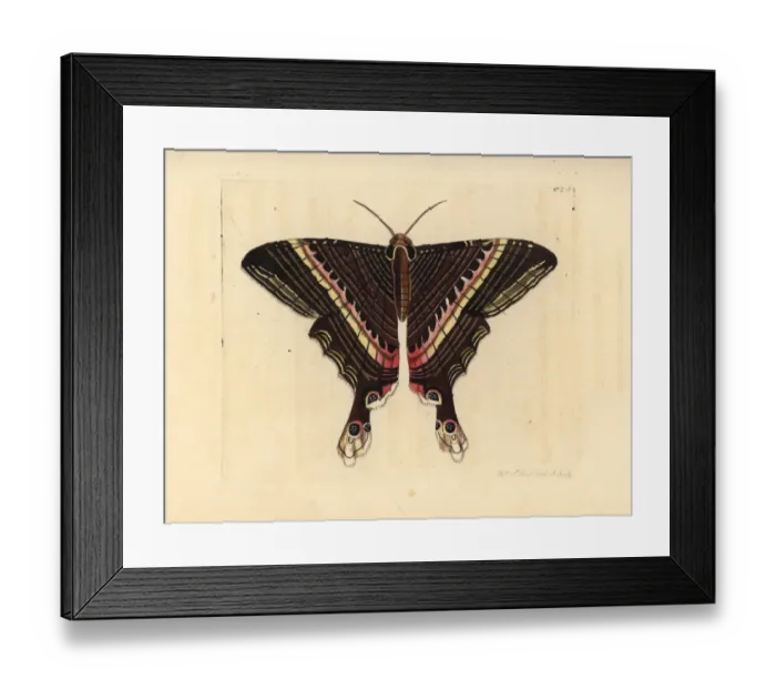 Framed Print : Sematura empedocles moth Framed Print : Sematura empedocles moth