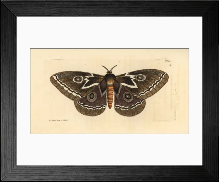 Framed Print : Zig-zag emperor silkmoth, Gonimbrasia tyrrhea Framed Print : Zig-zag emperor silkmoth, Gonimbrasia tyrrhea