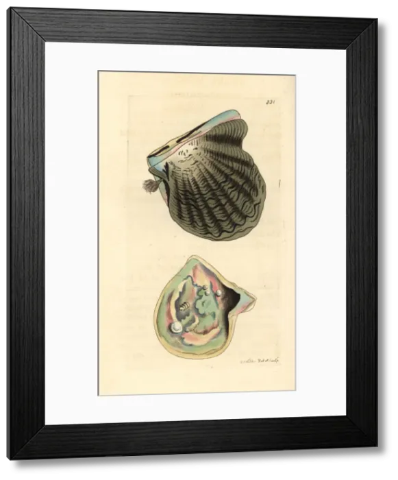 Framed Print : Black-lip oyster, Pinctada margaritifera Framed Print : Black-lip oyster, Pinctada margaritifera