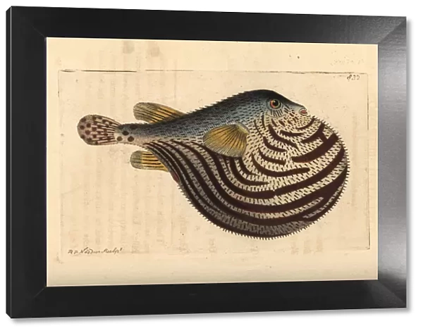 Fahaka pufferfish, Tetraodon lineatus