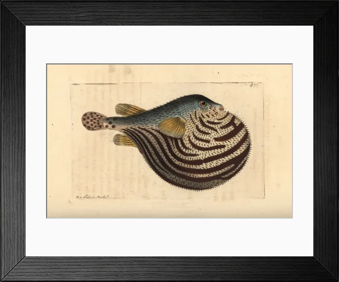 Framed Print : Fahaka pufferfish, Tetraodon lineatus Framed Print : Fahaka pufferfish, Tetraodon lineatus