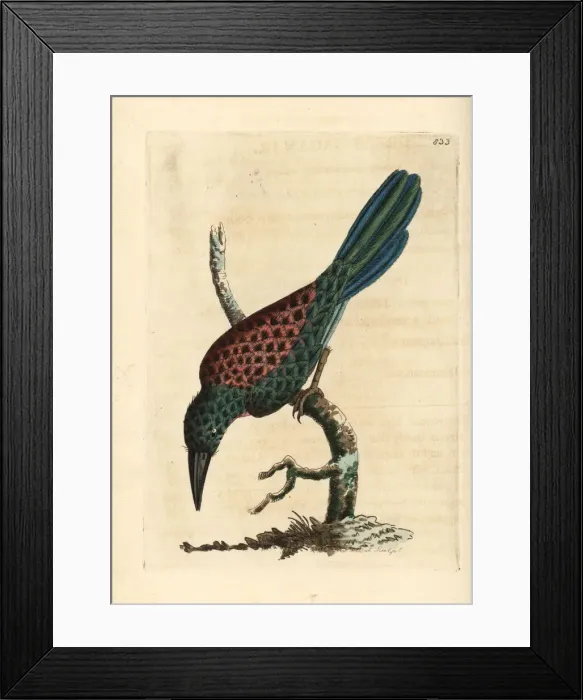 Framed Print : Green-tailed jacamar, Galbula galbula Framed Print : Green-tailed jacamar, Galbula galbula