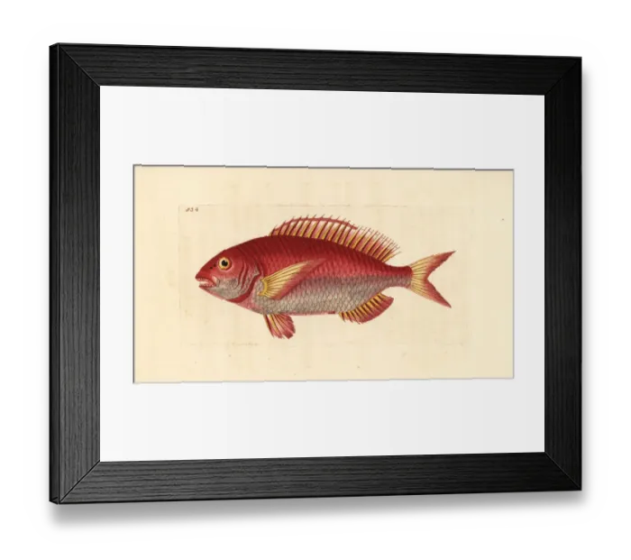 Framed Print : Pandora fish, Pagellus erythrinus Framed Print : Pandora fish, Pagellus erythrinus
