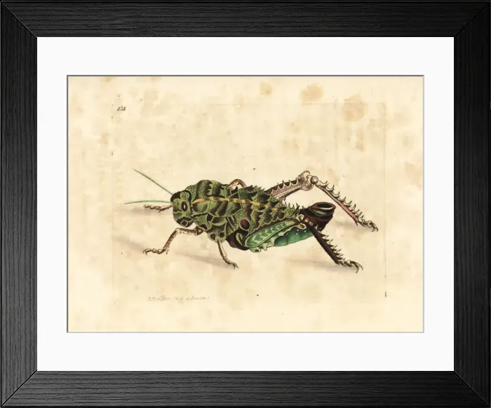Framed Print : Corn cricket, Hetrodes pupus Framed Print : Corn cricket, Hetrodes pupus