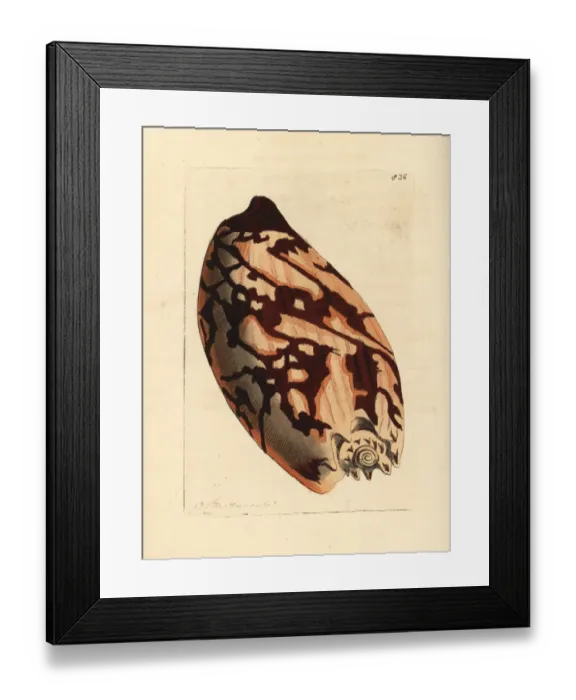 Framed Print : Crowned baler shell, Melo aethiopicus Framed Print : Crowned baler shell, Melo aethiopicus