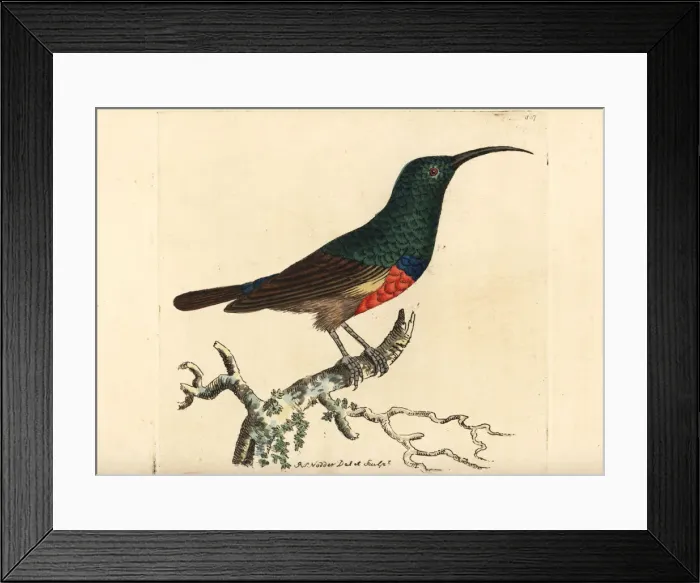Framed Print : Greater double-collared sunbird, Cinnyris afer