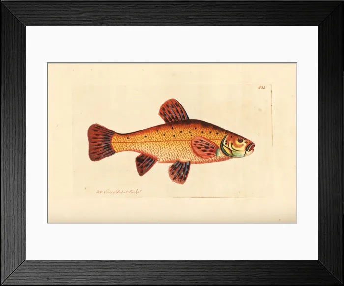 Framed Print : Tench, Tinca tinca Framed Print : Tench, Tinca tinca
