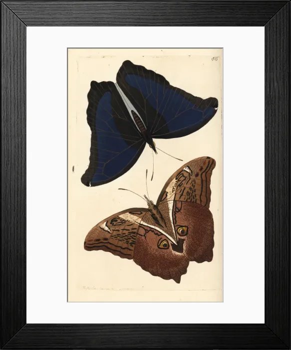 Framed Print : Automedon giant owl, Eryphanis automedon Framed Print : Automedon giant owl, Eryphanis automedon