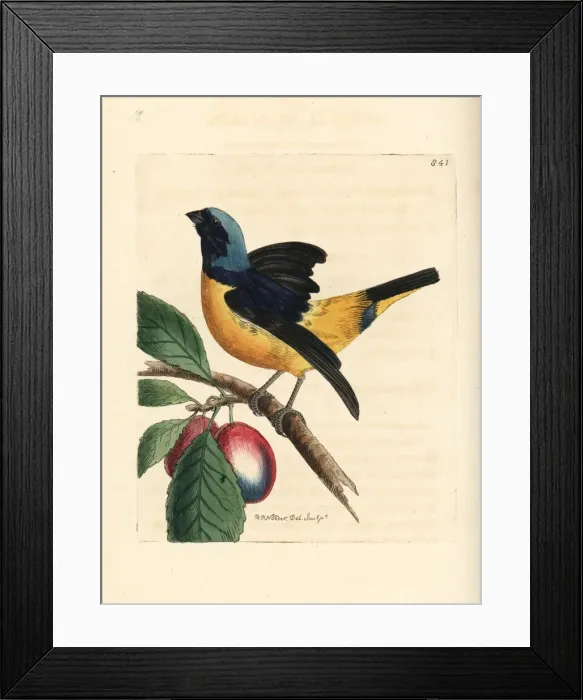 Framed Print : Antillean euphonia, Euphonia musica Framed Print : Antillean euphonia, Euphonia musica