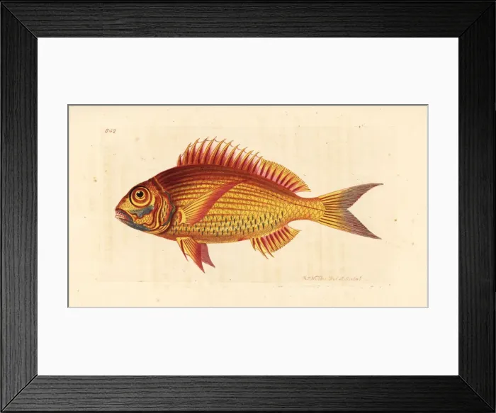 Framed Print : Large-eye dentex, Dentex macrophthalmus Framed Print : Large-eye dentex, Dentex macrophthalmus