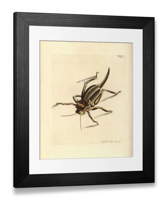 Framed Print : Elephant locust, Pamphagus elephas Framed Print : Elephant locust, Pamphagus elephas