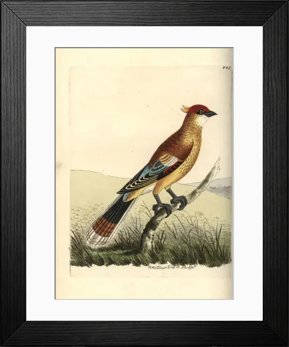 Framed Print : Madagascan cuckoo-roller or Courol, Leptosomus discolor Framed Print : Madagascan cuckoo-roller or Courol, Leptosomus discolor