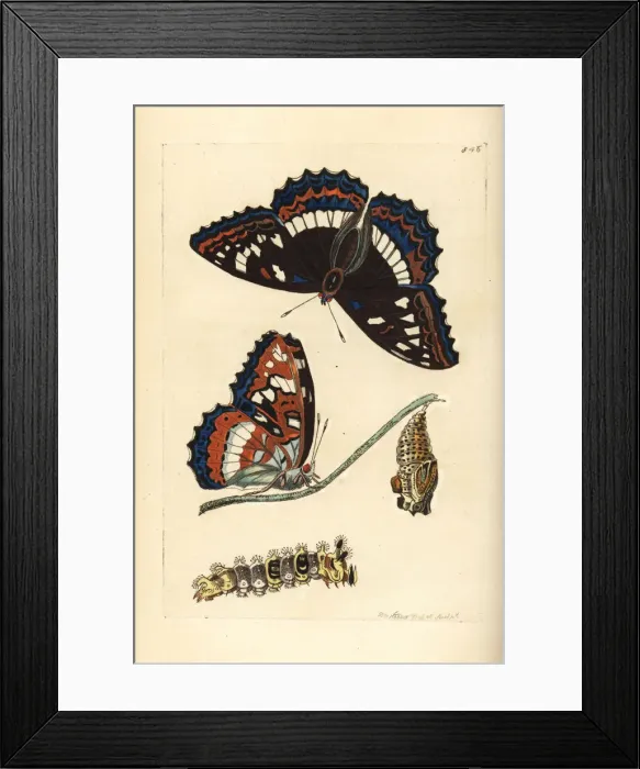 Framed Print : Poplar admiral butterfly, Limenitis populi Framed Print : Poplar admiral butterfly, Limenitis populi