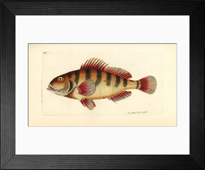 Framed Print : Nassau grouper, Epinephelus striatus Framed Print : Nassau grouper, Epinephelus striatus