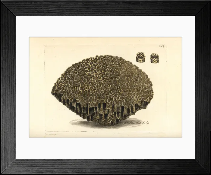 Framed Print : Lace coral, Alveopora retipora Framed Print : Lace coral, Alveopora retipora