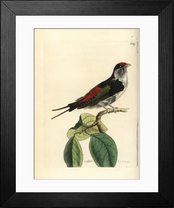 Framed Print : Pin-tailed manakin, Ilicura militaris Framed Print : Pin-tailed manakin, Ilicura militaris