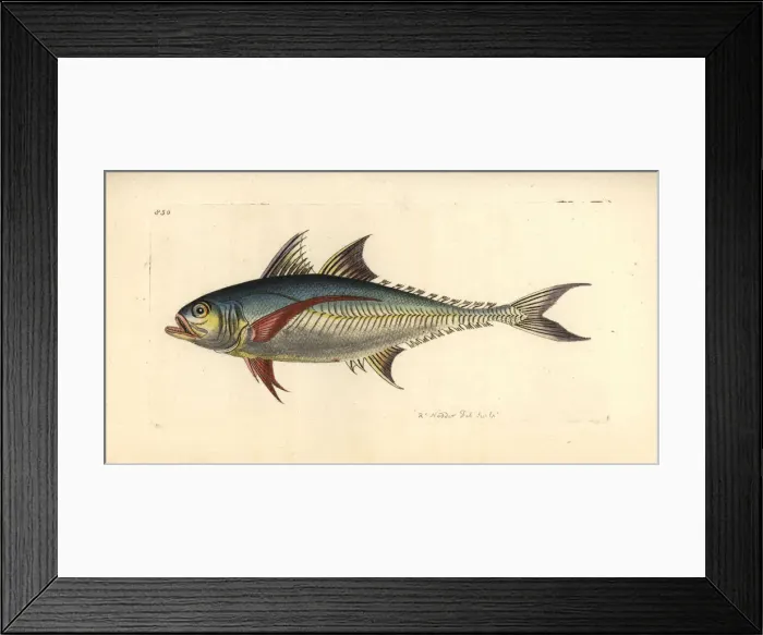 Framed Print : Torpedo scad, Megalaspis cordyla Framed Print : Torpedo scad, Megalaspis cordyla