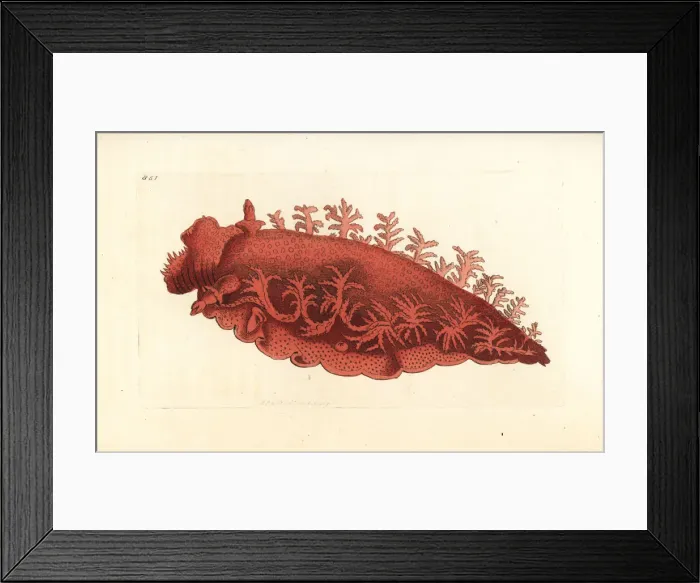 Framed Print : Palmiferous doris sea slug, Doris palmifera Framed Print : Palmiferous doris sea slug, Doris palmifera