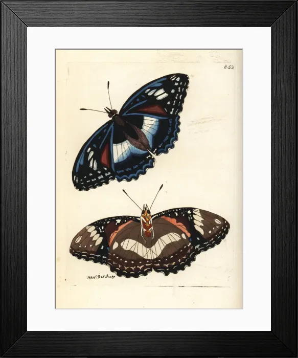 Framed Print : Great eggfly butterfly, Hypolimnas bolina nerina Framed Print : Great eggfly butterfly, Hypolimnas bolina nerina