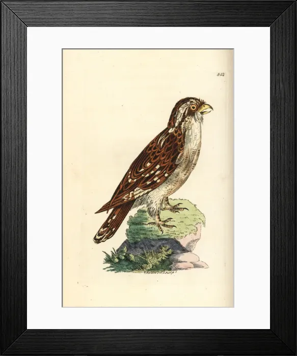 Framed Print : White-browed hawk-owl, Ninox superciliaris Framed Print : White-browed hawk-owl, Ninox superciliaris
