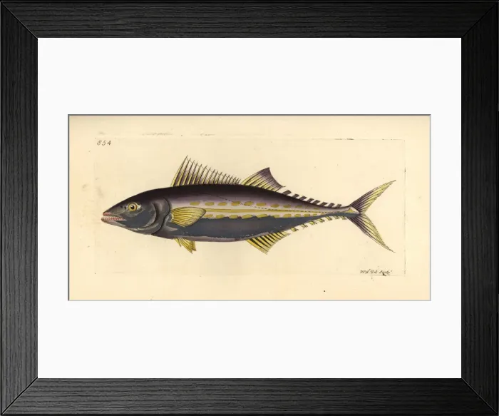 Framed Print : Painted mackerel, Scomberomorus regalis Framed Print : Painted mackerel, Scomberomorus regalis
