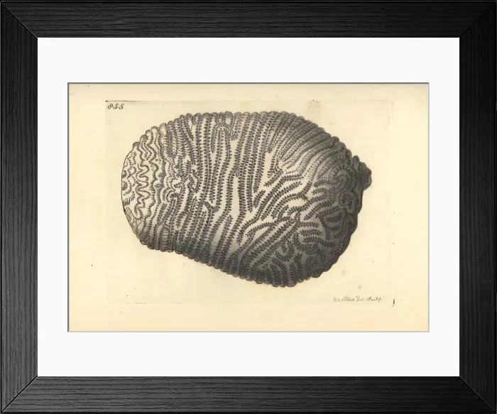 Framed Print : Least valley coral, Leptoria phrygia Framed Print : Least valley coral, Leptoria phrygia
