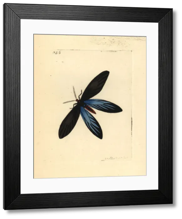 Framed Print : Rhodope moth, Colla rhodope Framed Print : Rhodope moth, Colla rhodope