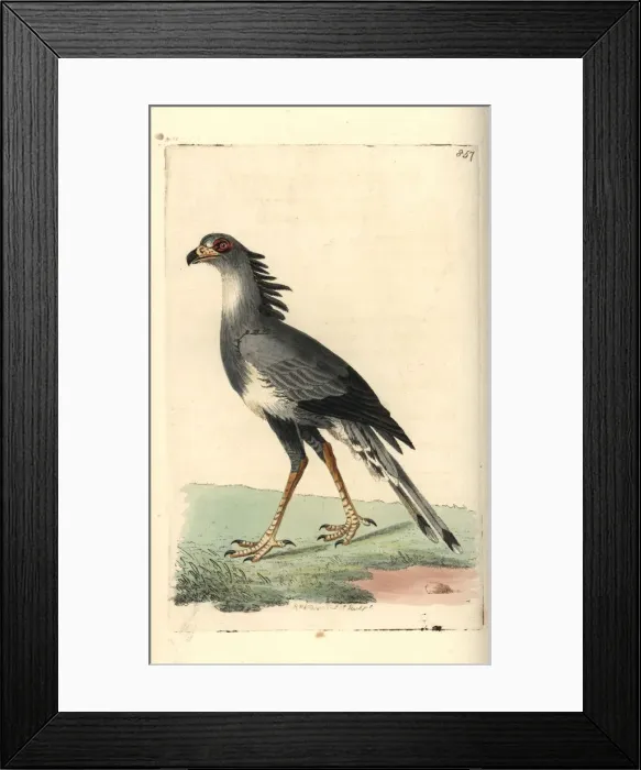 Framed Print : Secretary bird, Sagittarius serpentarius (vulnerable) Framed Print : Secretary bird, Sagittarius serpentarius (vulnerable)