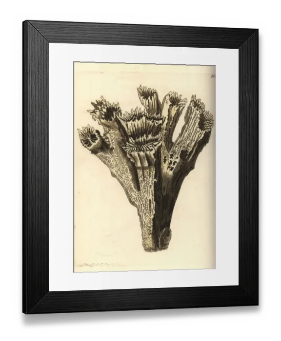 Framed Print : Smooth flower coral, Eusmilia fastigiata Framed Print : Smooth flower coral, Eusmilia fastigiata
