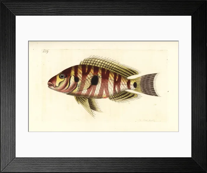 Framed Print : Atlantic tripletail, Lobotes surinamensis Framed Print : Atlantic tripletail, Lobotes surinamensis