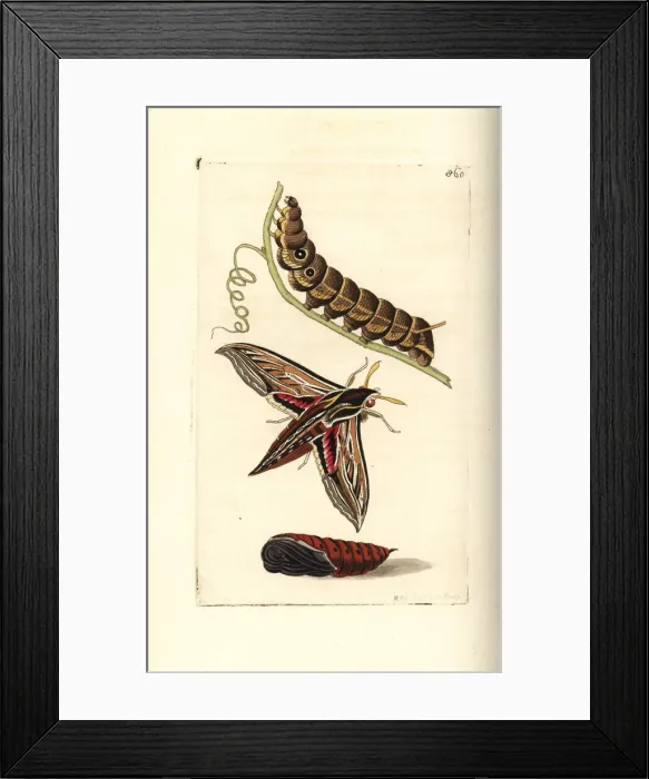 Framed Print : Vine or silver-striped hawk-moth, Hippotion celerio Framed Print : Vine or silver-striped hawk-moth, Hippotion celerio